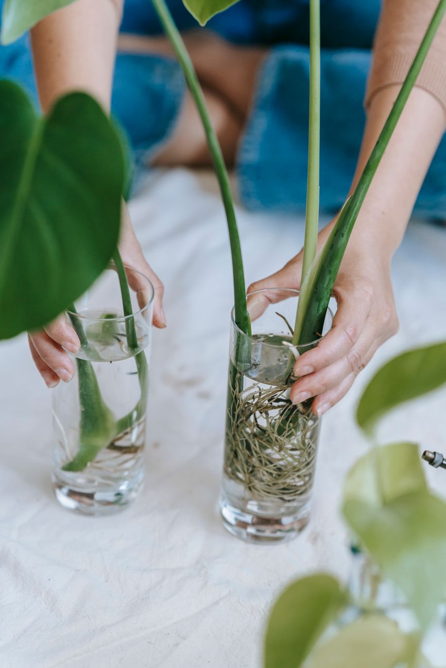 High angle of crop anonymous female gardener with glass cups of seedling of home plants in water