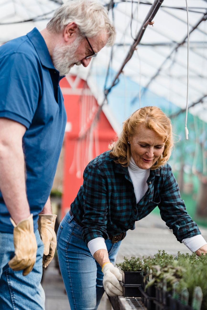 Mature man and woman standing together inside of hothouse and working with potted seedlings in natural daylight