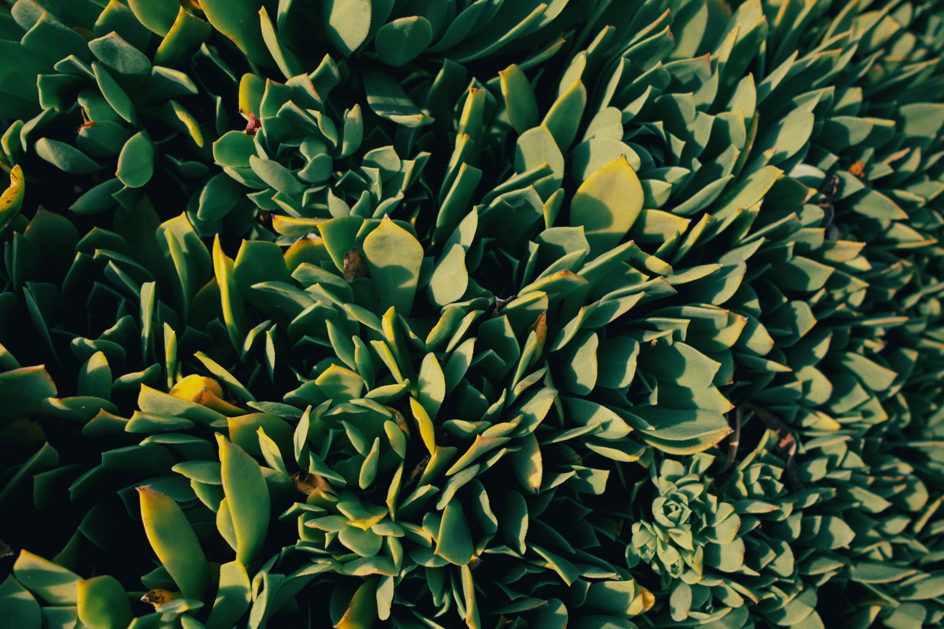 Detailed image of green succulent leaves, perfect for nature and gardening themes.