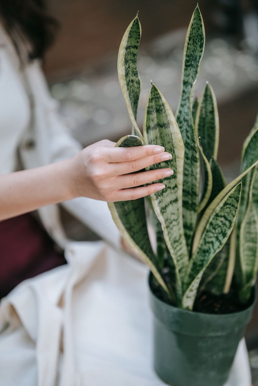 A person gently touches a snake plant indoors, showcasing its vibrant green leaves.