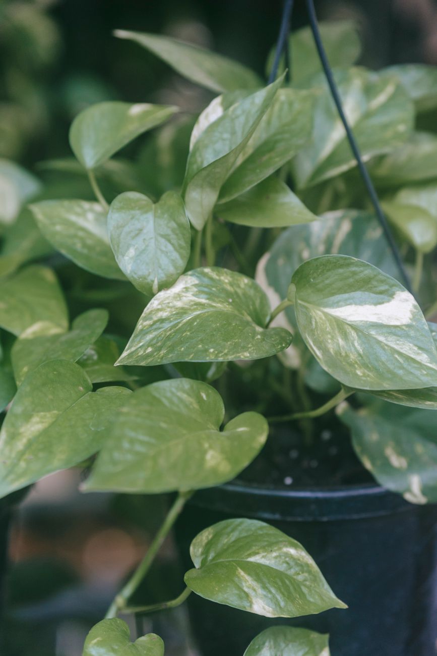 Tropical plant with ornament on wavy green foliage on thin stems growing in pot in light house