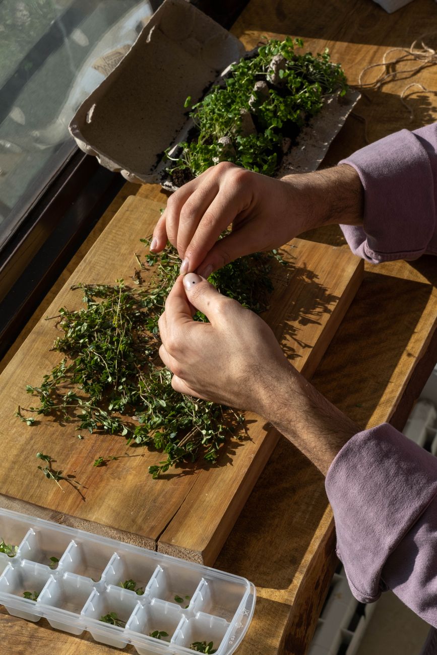 A person sorting fresh thyme next to an egg carton and ice tray on a sunny windowsill.