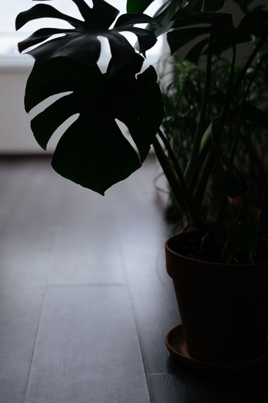 Silhouette of a Monstera Deliciosa plant in a pot by a sunlit window indoors.