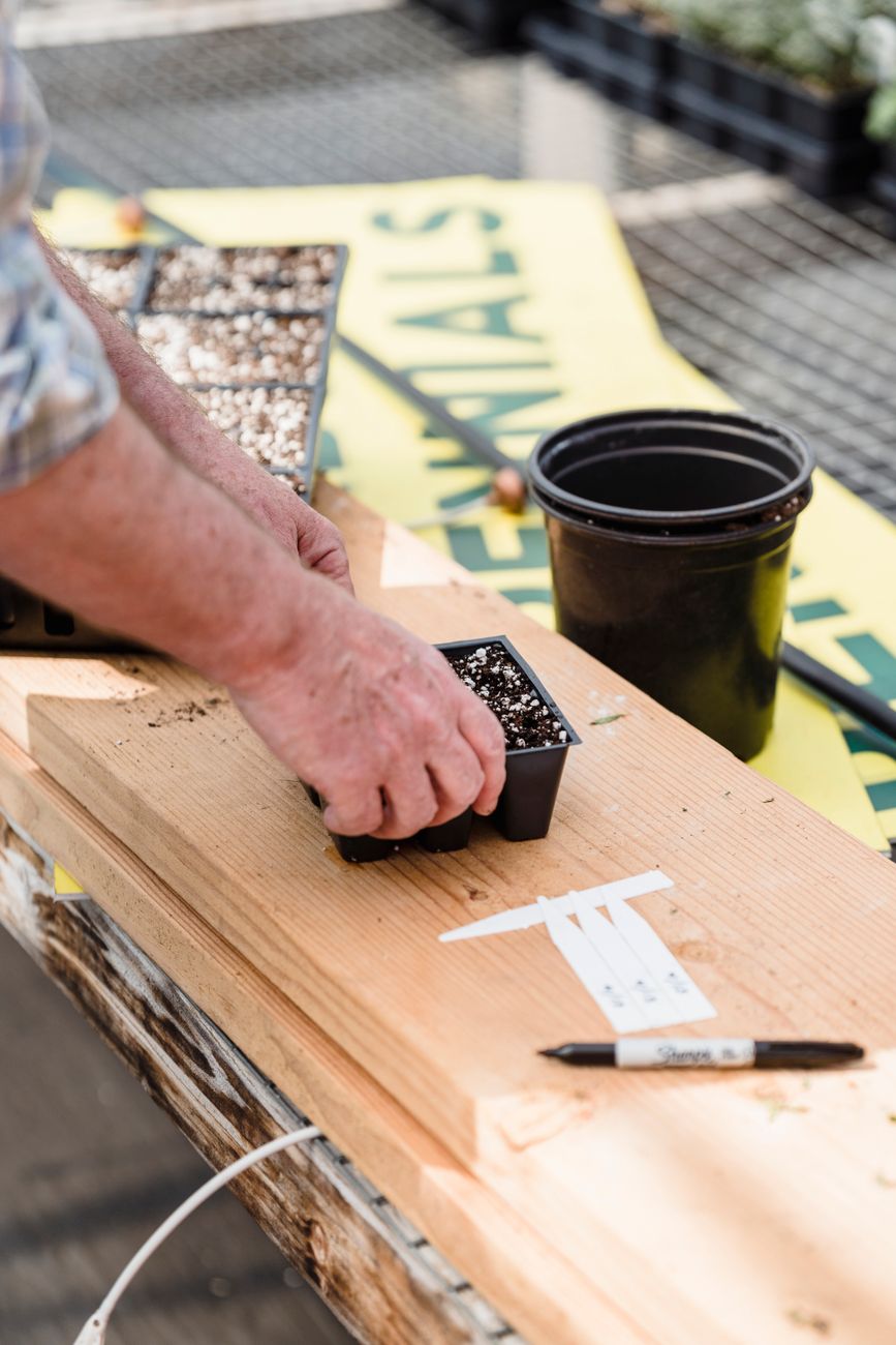 Gardener's hands delicately placing soil in a seedling tray on a workbench in a greenhouse.